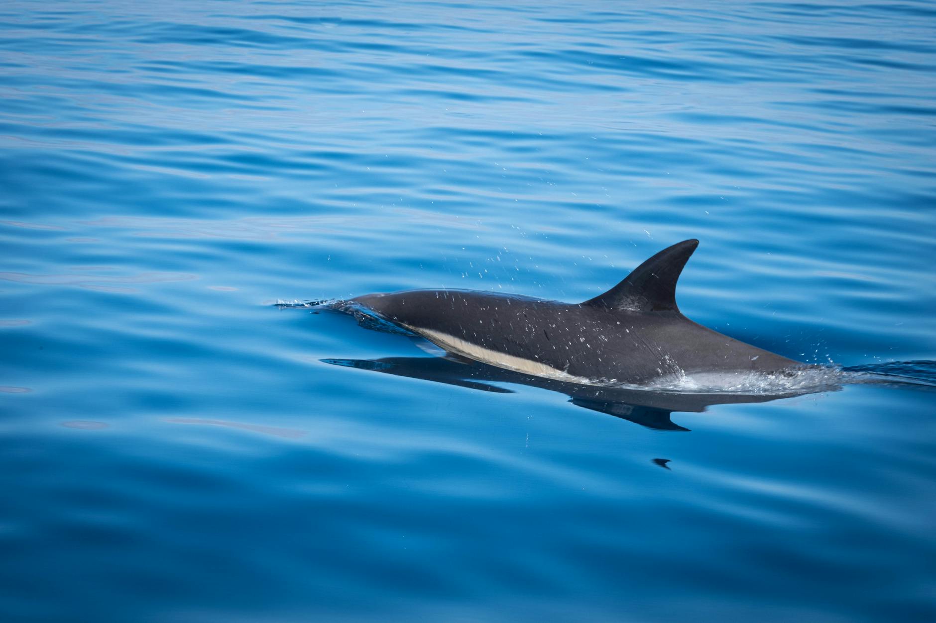 Wild dolphins spotted during a Key West boat excursion in the Florida Keys
