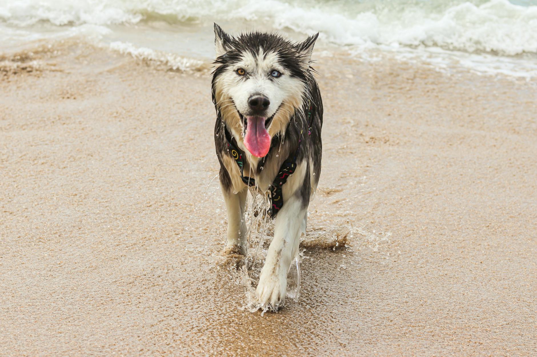 Dog enjoying a Key West beach — Dog Beach is the only off-leash beach in Key West