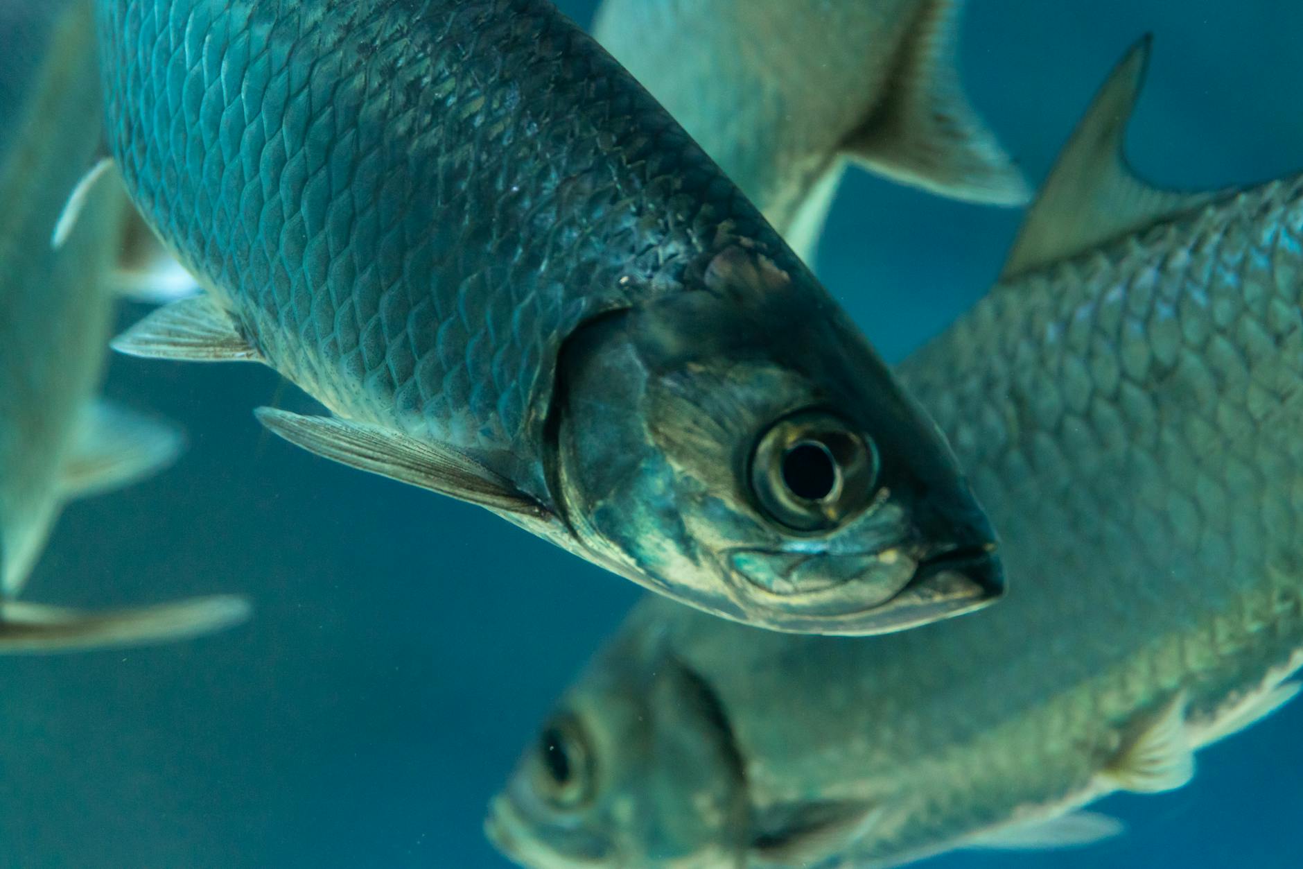 Tarpon jumping during a Key West fishing fight — the silver king of Key West fishing