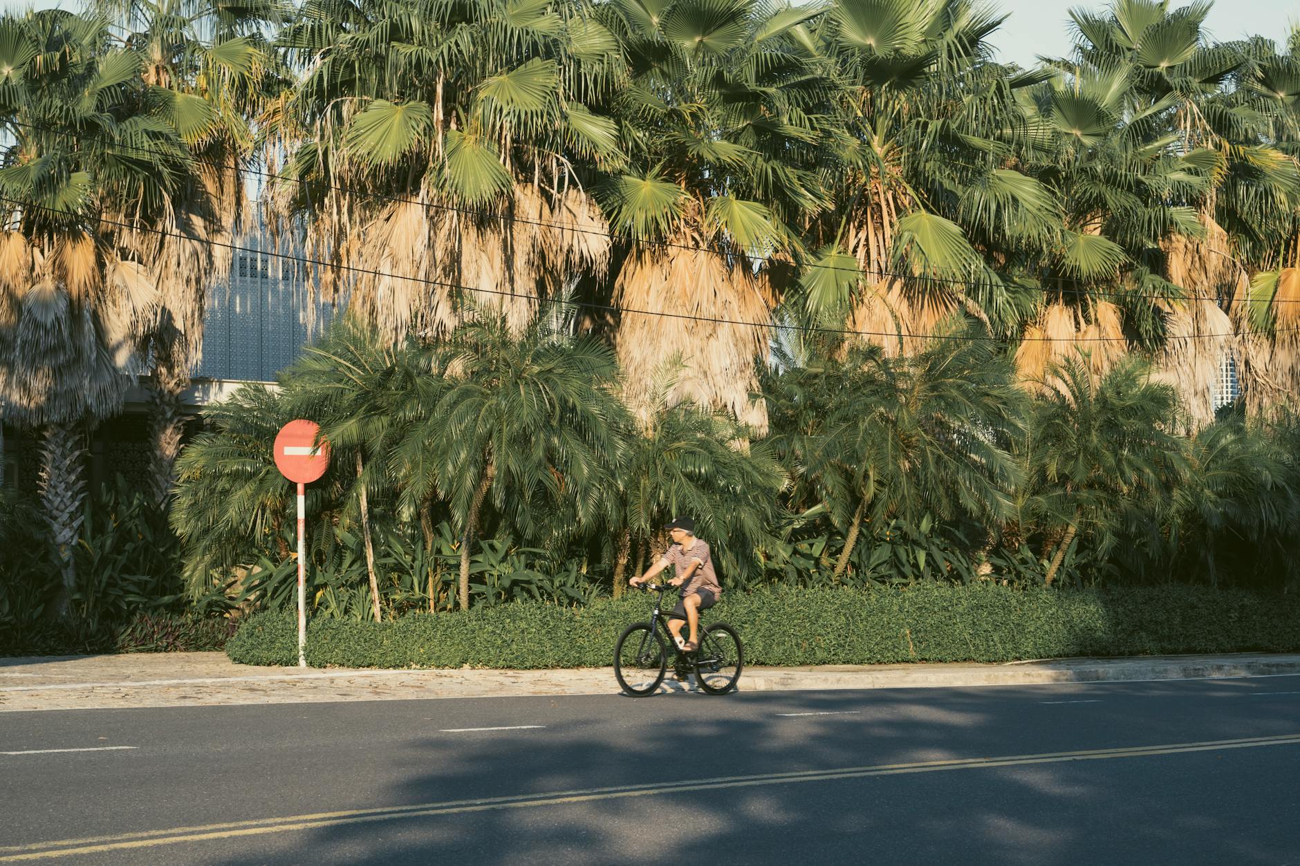 Bicycle on a tropical street with palm trees — getting around during your Key West vacation