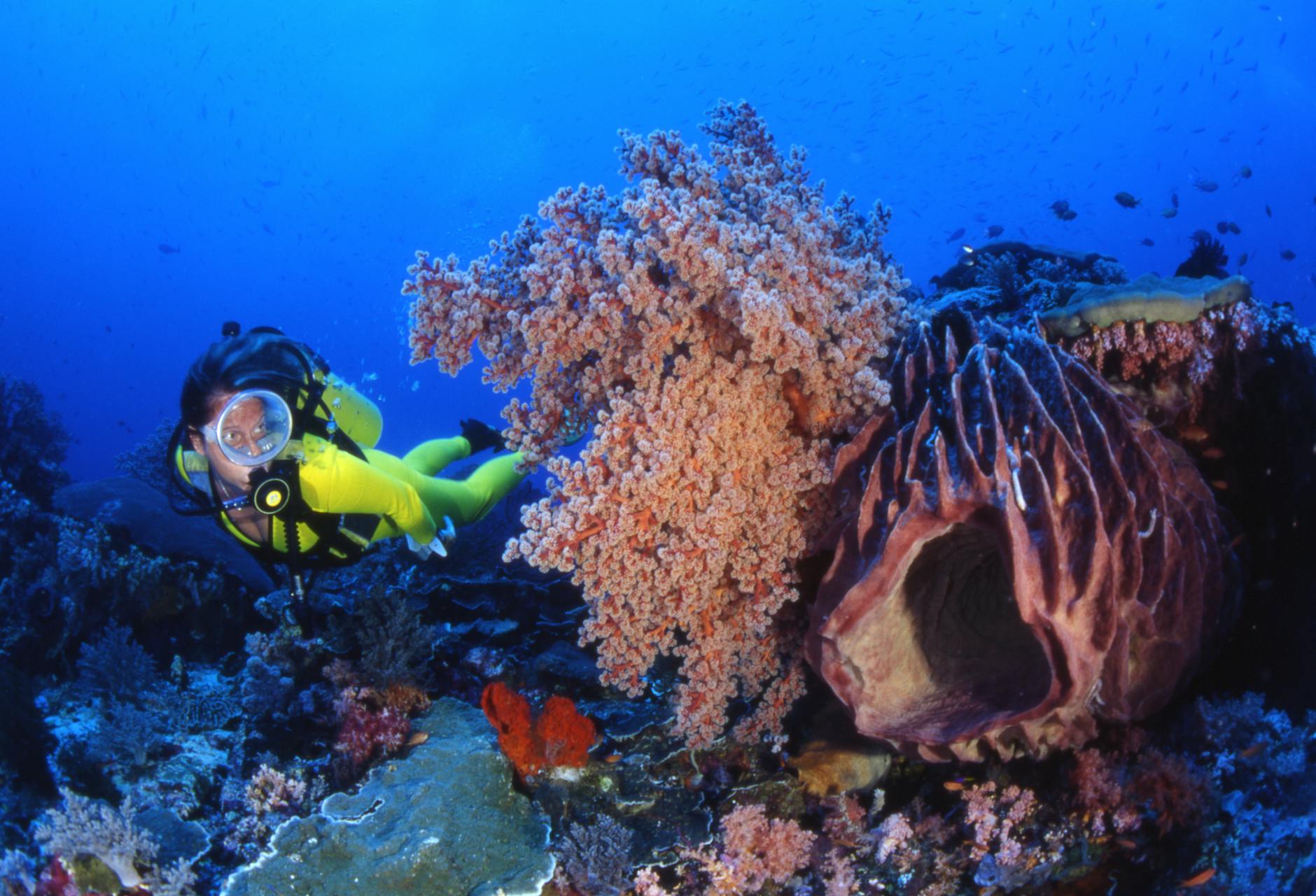 Scuba diver exploring a tropical coral reef — Key West water sports scuba diving