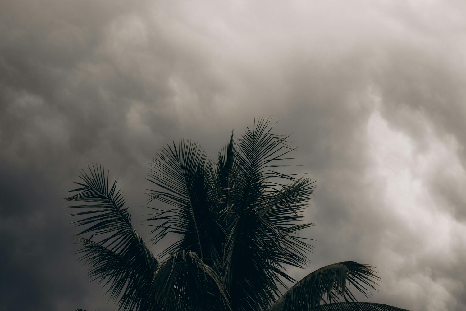 Stormy palm trees during Key West hurricane season