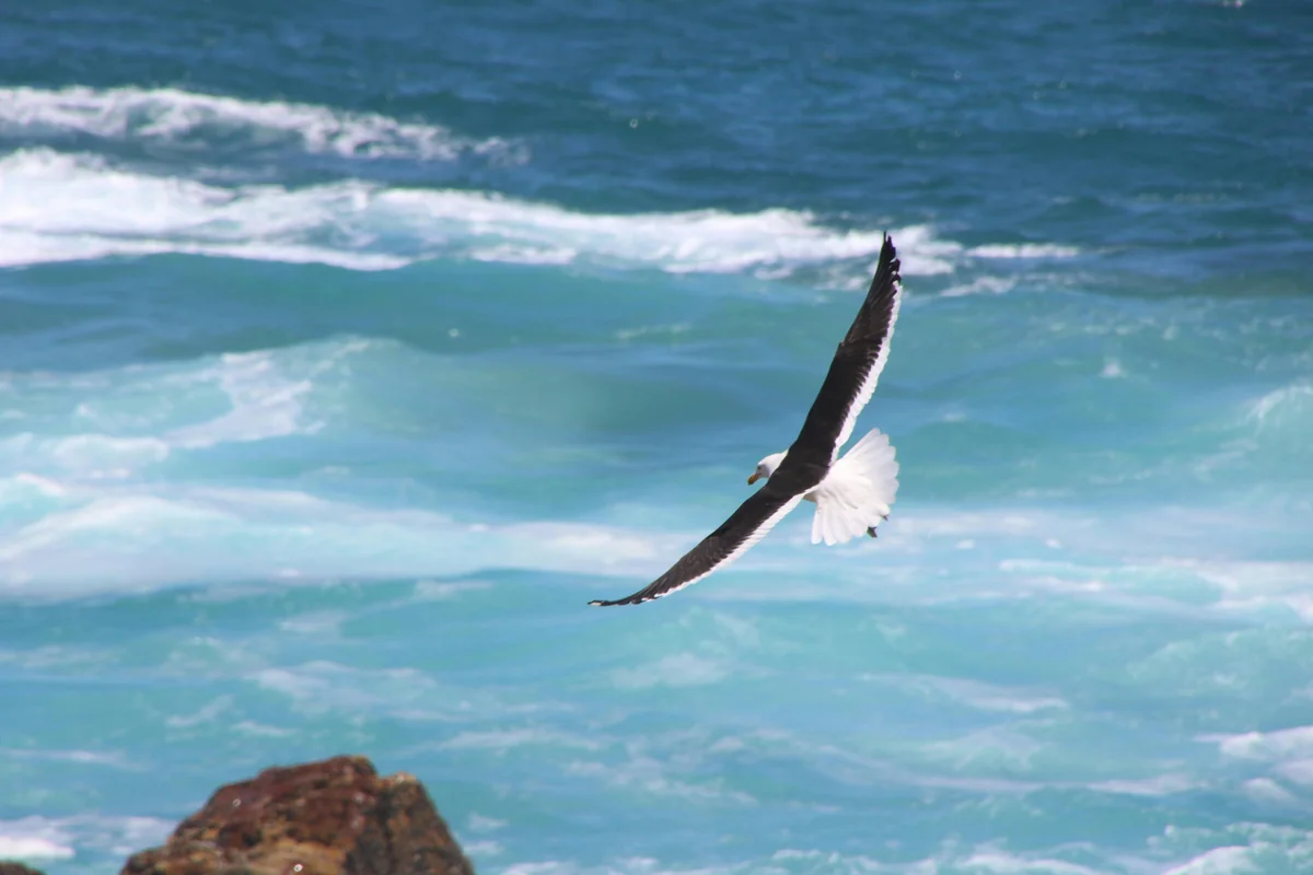 Seabirds over the Dry Tortugas