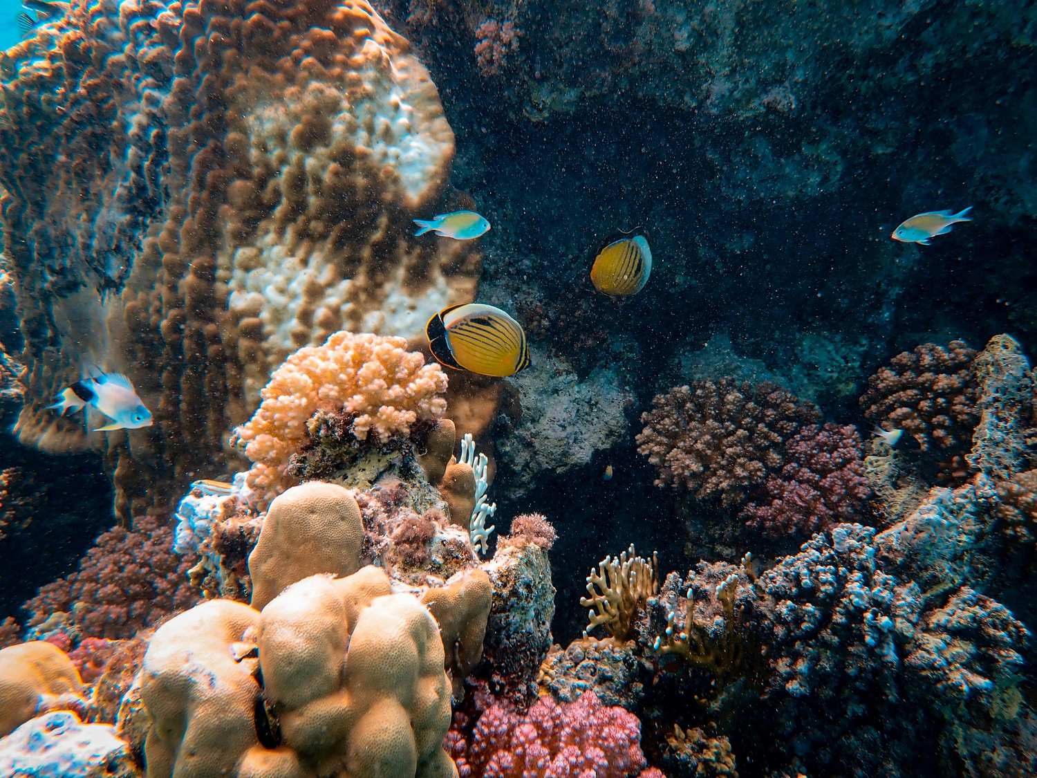 Snorkeling coral reef at Fort Zachary Taylor Beach
