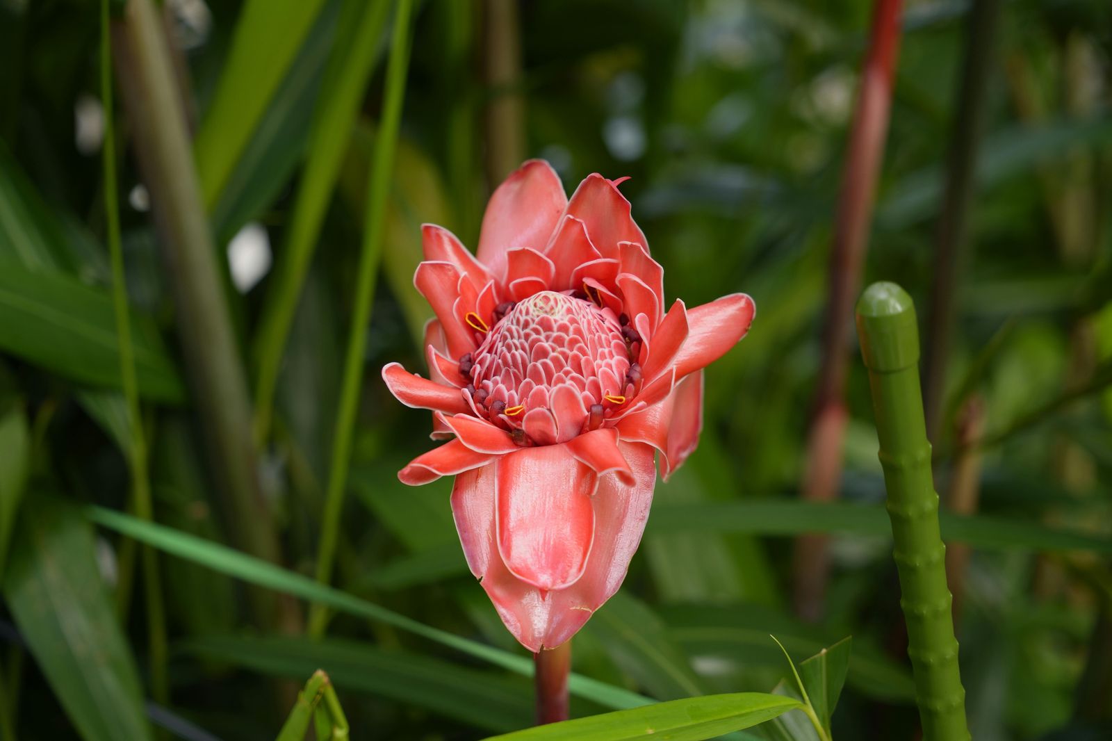 Free things to do in Key West - vibrant tropical garden flowers