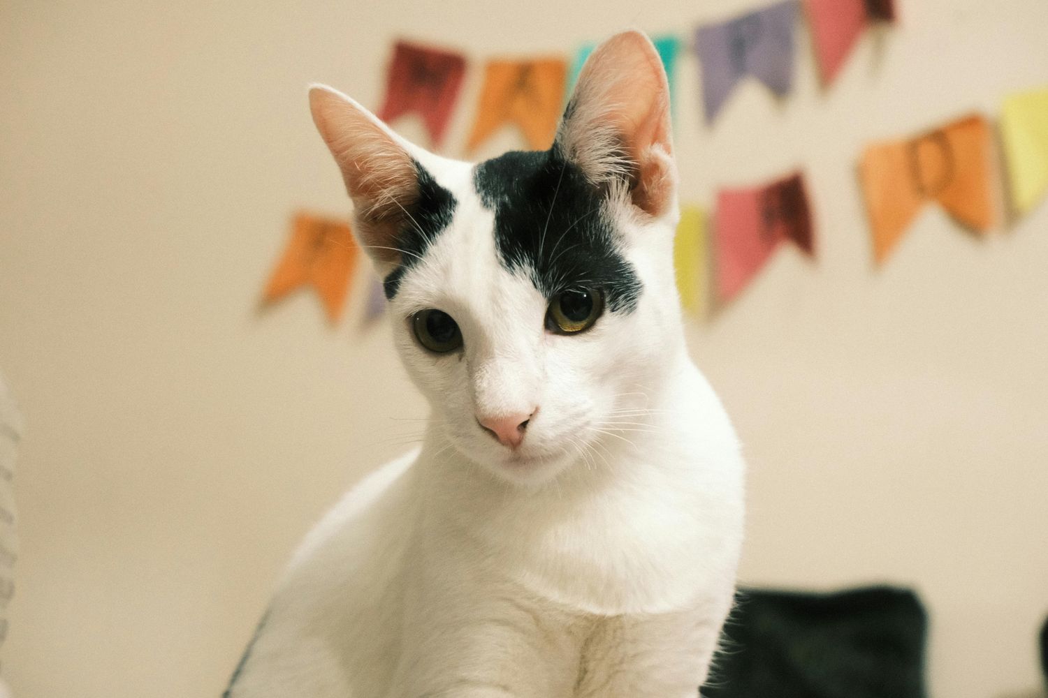 Polydactyl cat similar to the famous Hemingway House Key West cats