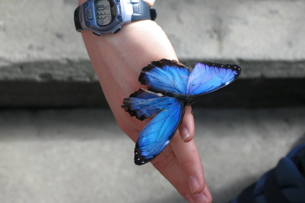 A blue morpho butterfly in the conservatory