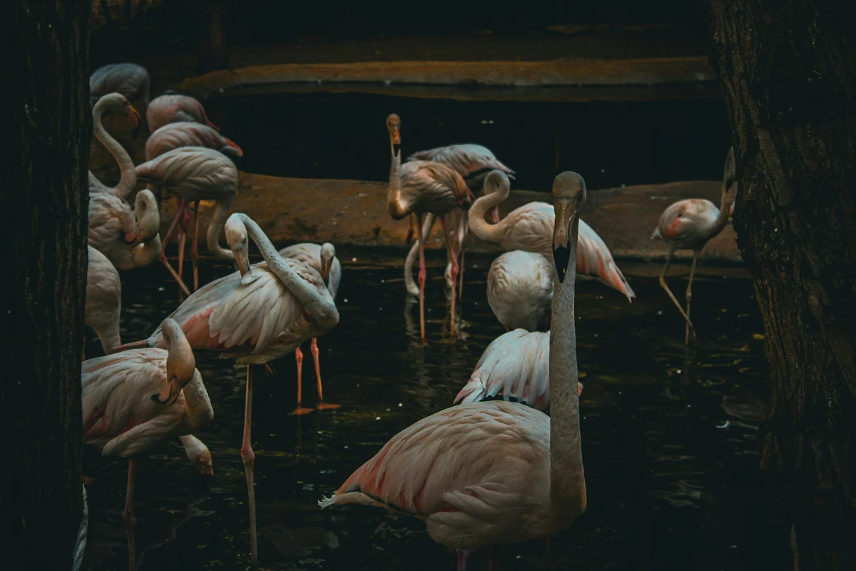A flamingo like Rhett and Scarlett at the conservatory