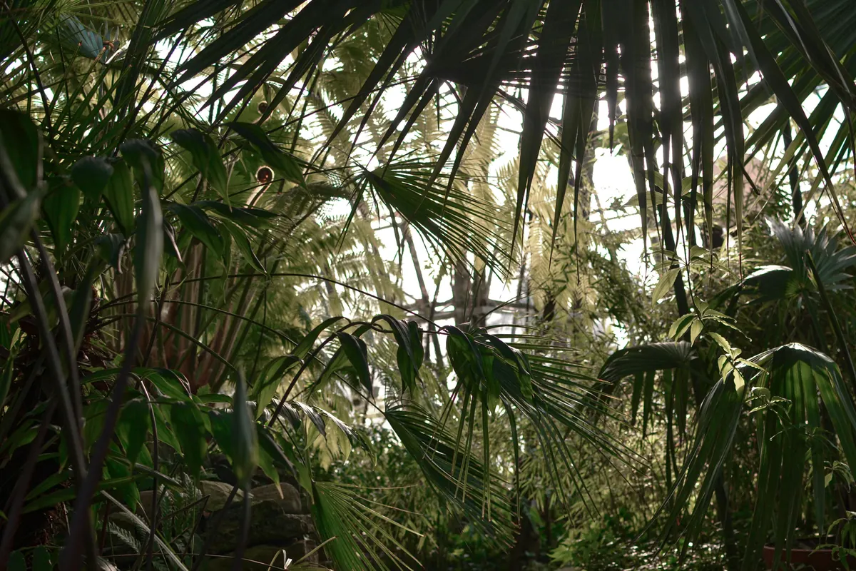 The lush tropical habitat inside the conservatory