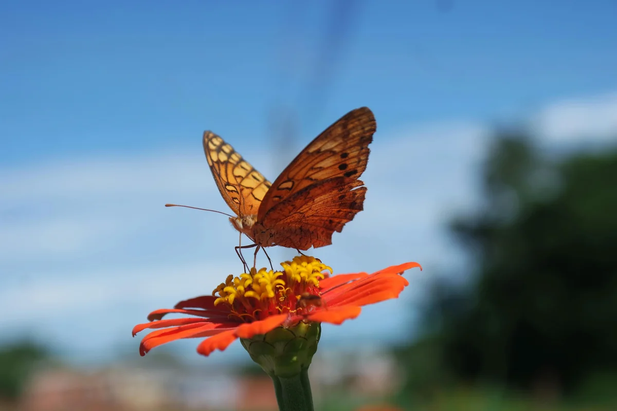 A butterfly resting on a flower