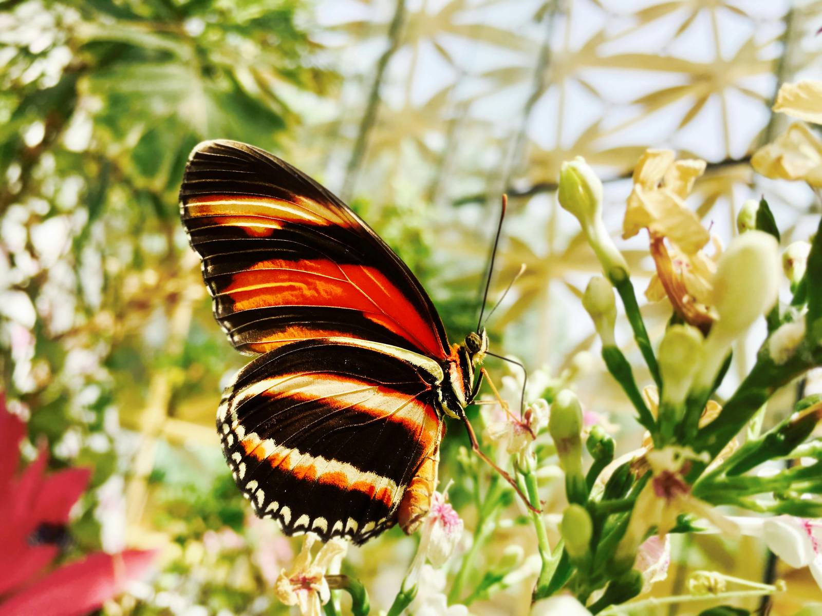 Banded orange heliconian butterfly resting on flowers at the Key West Butterfly and Nature Conservatory