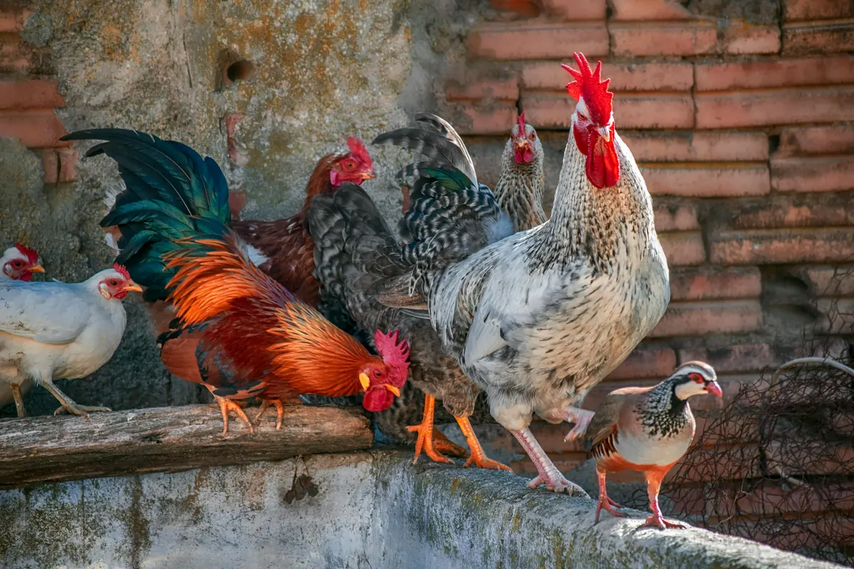 Key West's free-roaming roosters near the cemetery