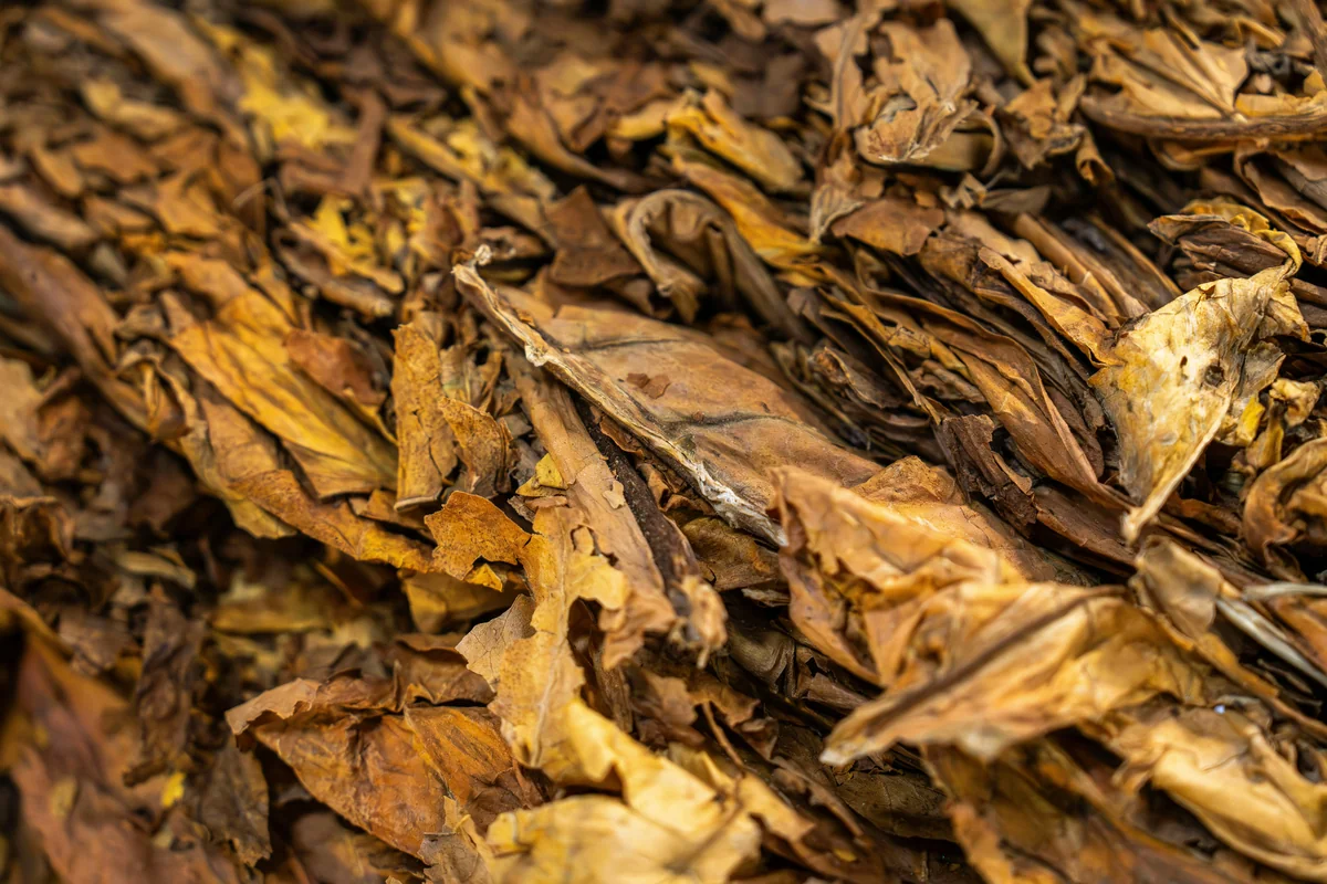 Tobacco leaves used in Key West cigars