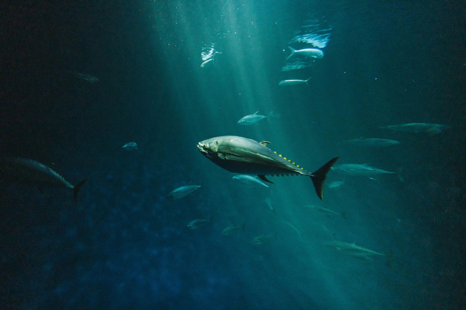 Bluefin tuna - one of the prized catches in Key West deep sea fishing