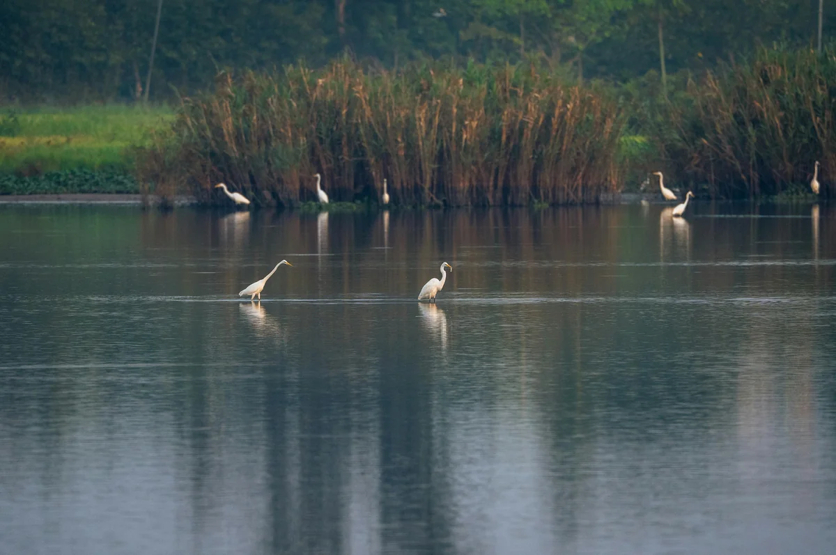 A wading bird in the Key West backcountry