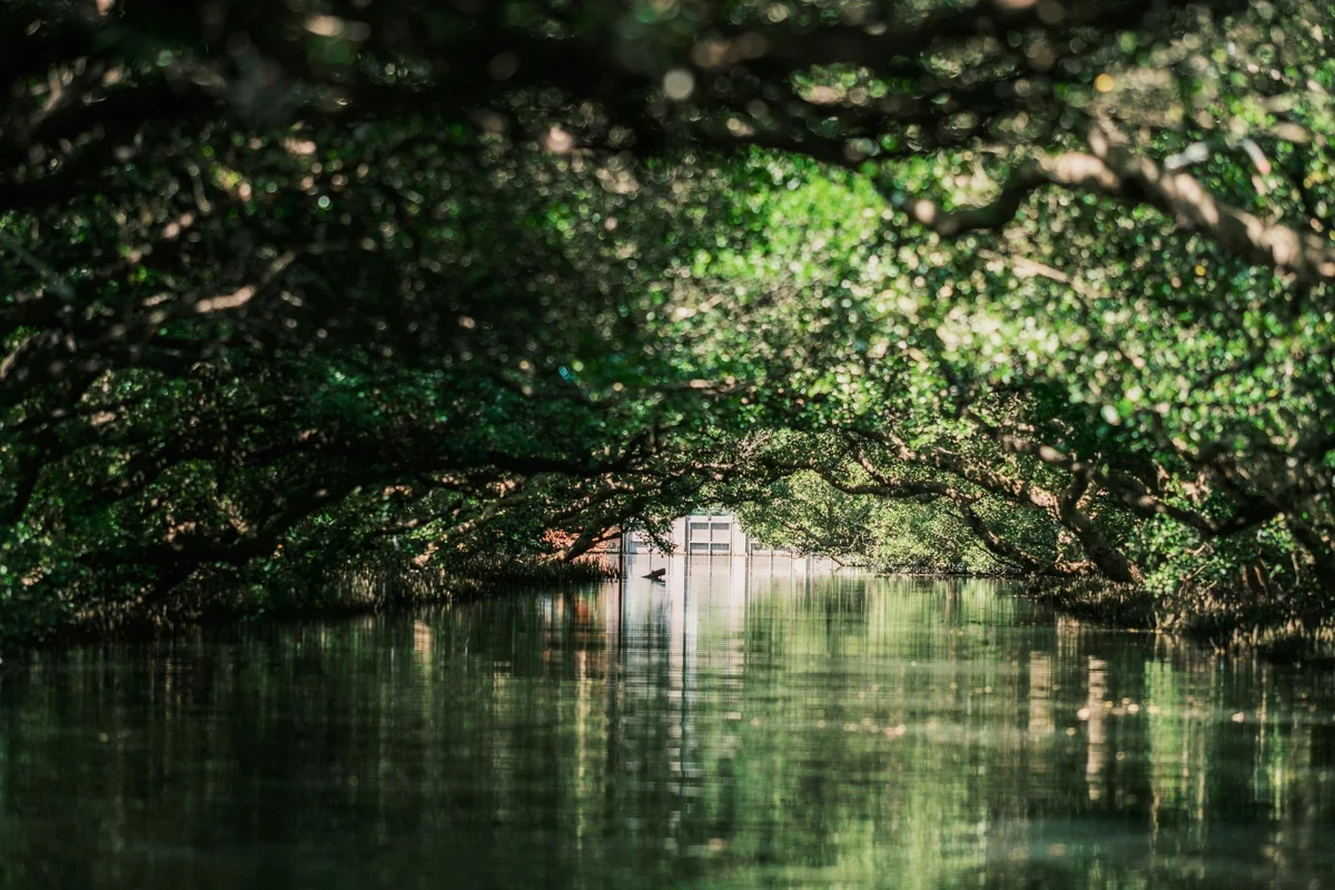 A mangrove tunnel on a Key West eco tour