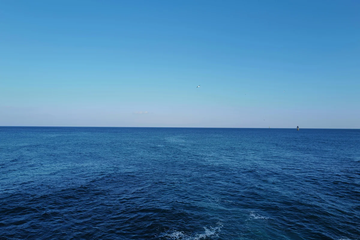 Winter sailfish in the Key West fishing calendar