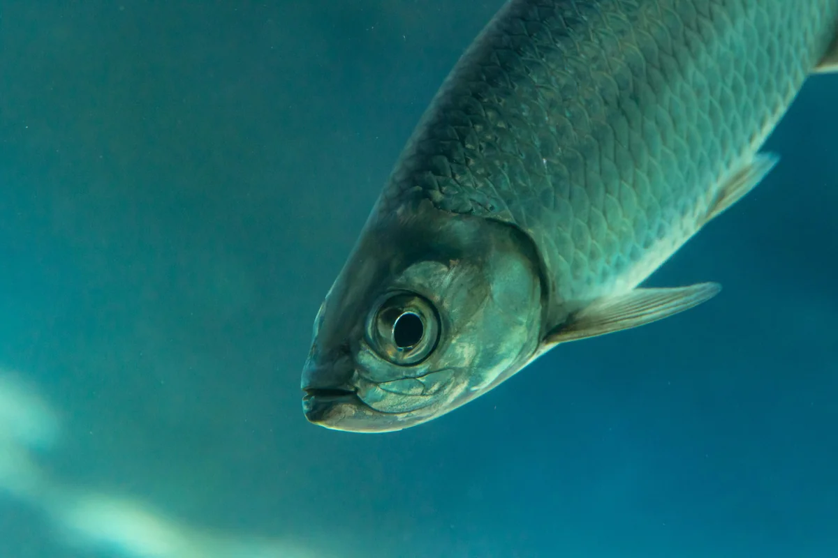 Spring tarpon in the Key West fishing calendar