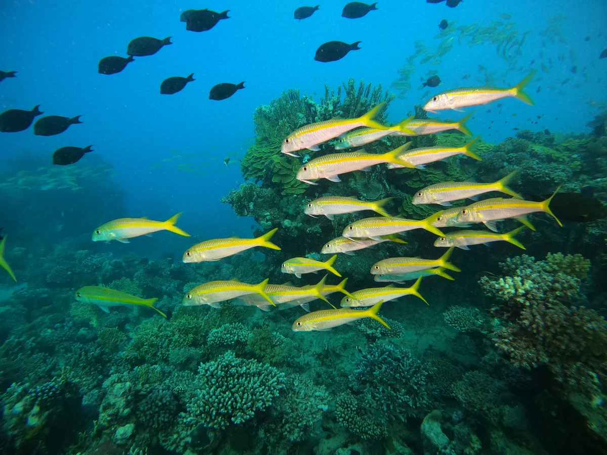 Snapper fishing year-round in Key West