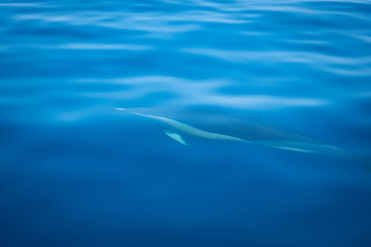 Summer mahi in the Key West fishing calendar