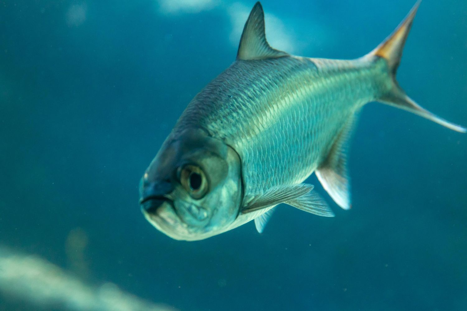 Silver tarpon - a top Key West flats fishing target