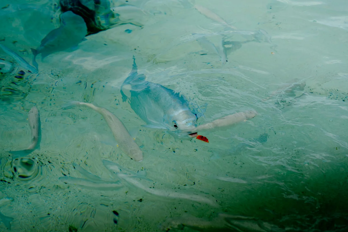 A permit, the ultimate Key West fly fishing prize