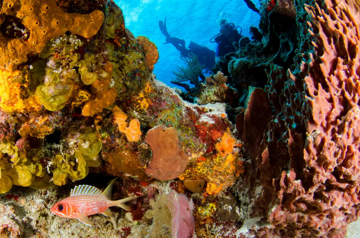 A diver hunting spiny lobster on the reef