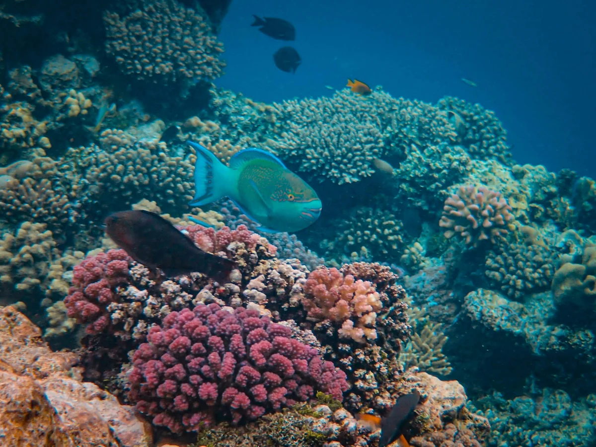 Coral and fish on the Key West reef