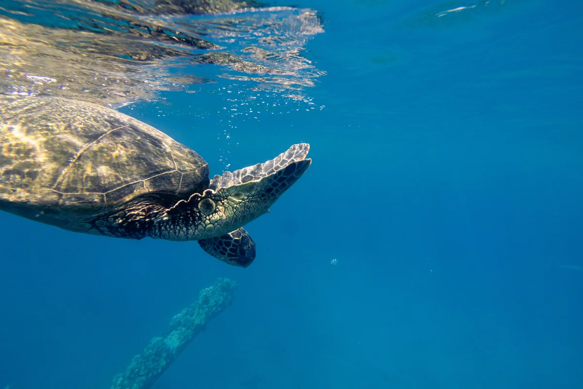 A sea turtle on the Key West reef