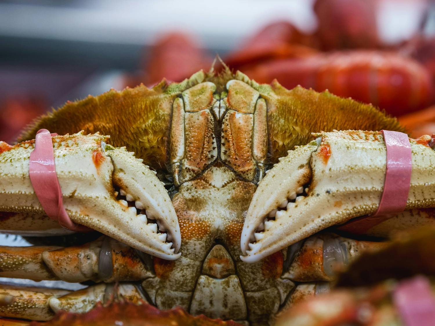 Florida stone crab claws served at a Key West seafood restaurant