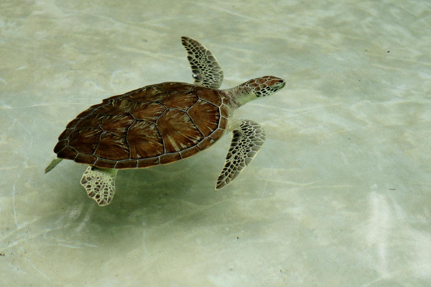 Sea turtle encountered on a Key West snorkeling tour