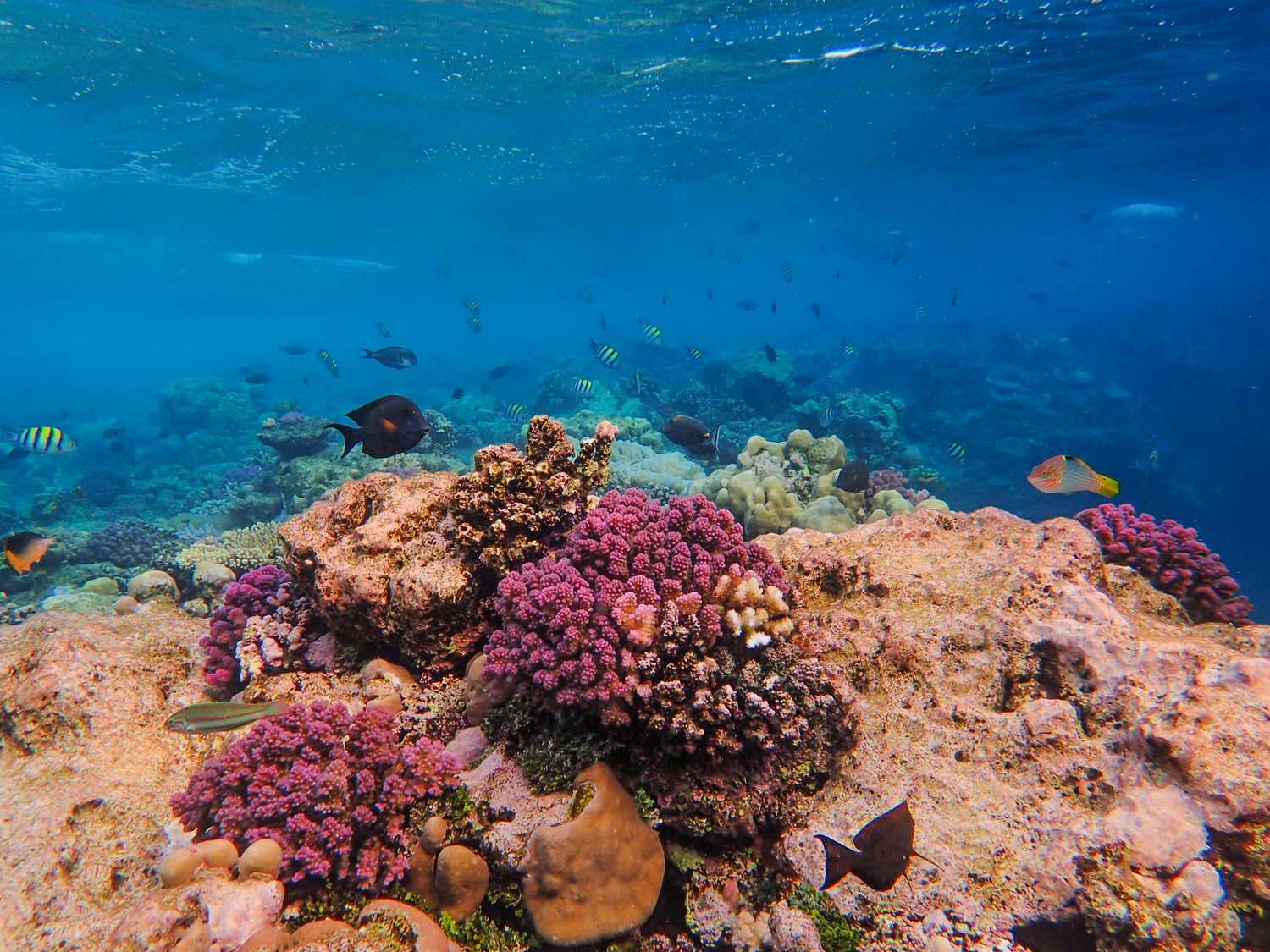 Tropical fish on the Key West snorkeling reef
