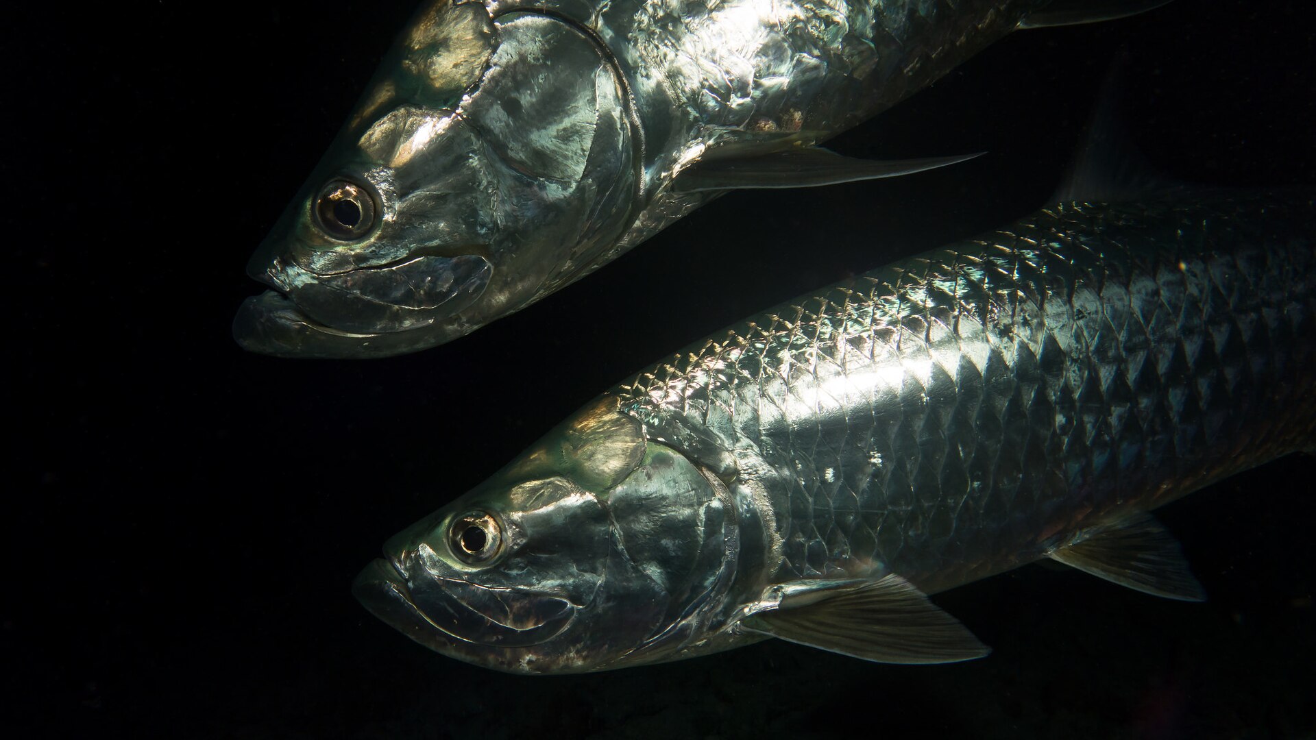 Two large Atlantic tarpon with mirror-like silver scales swimming close together in dark water