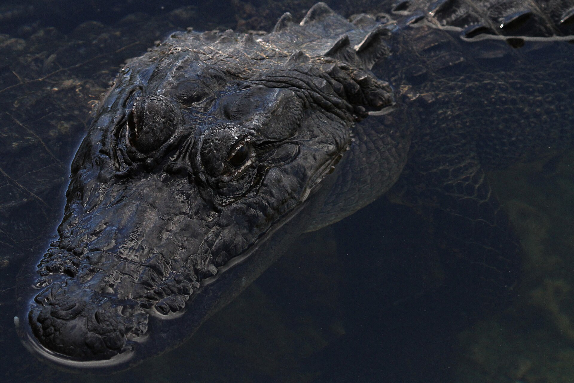 An American alligator at the surface of the Blue Hole in the National Key Deer Refuge