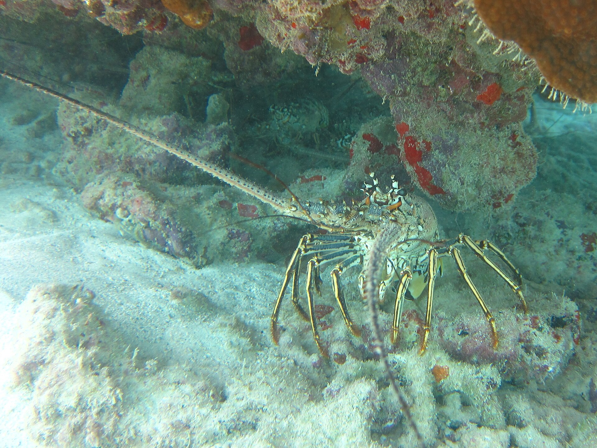A Caribbean spiny lobster with long antennae and striped legs sheltering under a coral ledge on a sandy bottom