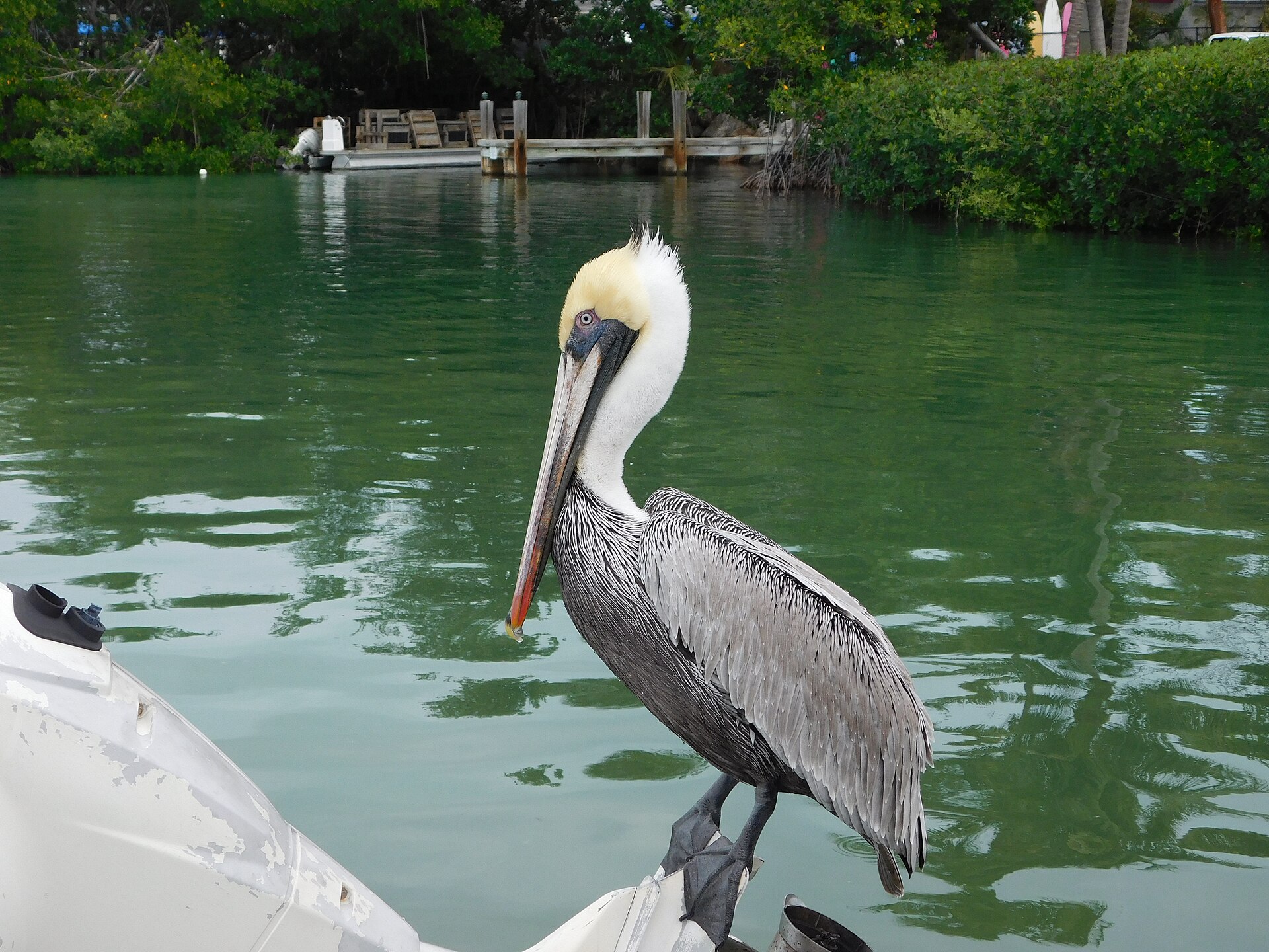 A brown pelican with a yellow head perched on the bow of a boat in a green mangrove-lined canal in Islamorada