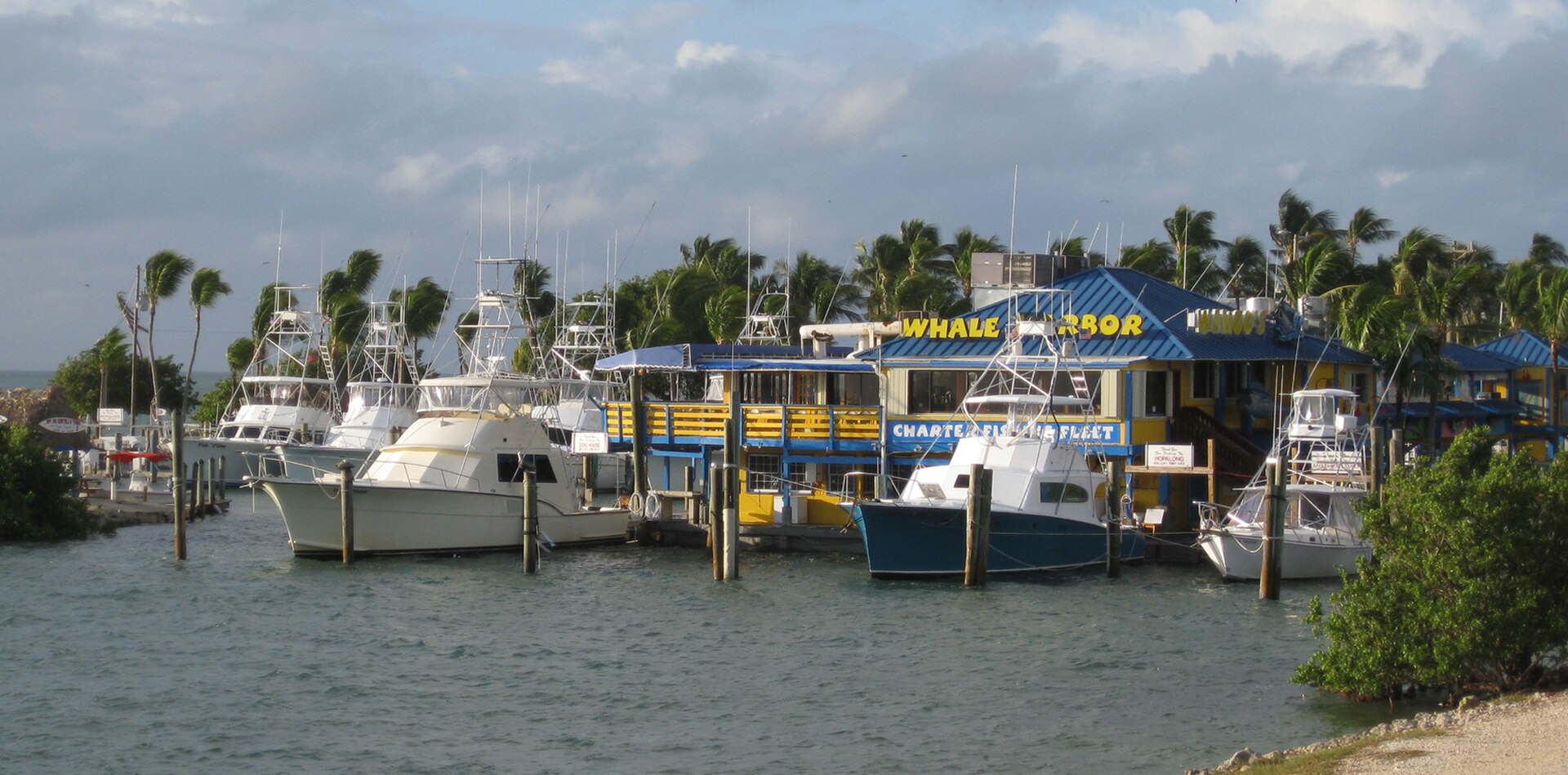 Sportfishing charter boats tied up at Whale Harbor marina in Islamorada in front of a yellow and blue building with palm trees