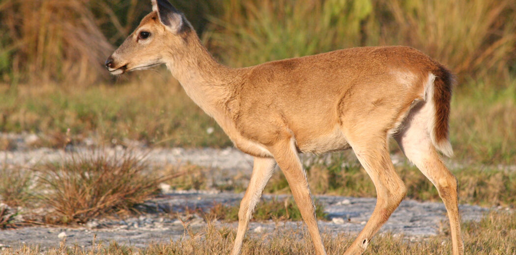 A Key deer doe walking through grass and pine rockland on Big Pine Key in golden light
