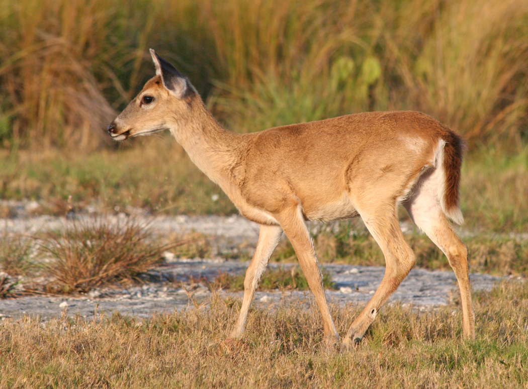 A Key deer doe walking through grass and pine rockland in golden early morning light on Big Pine Key