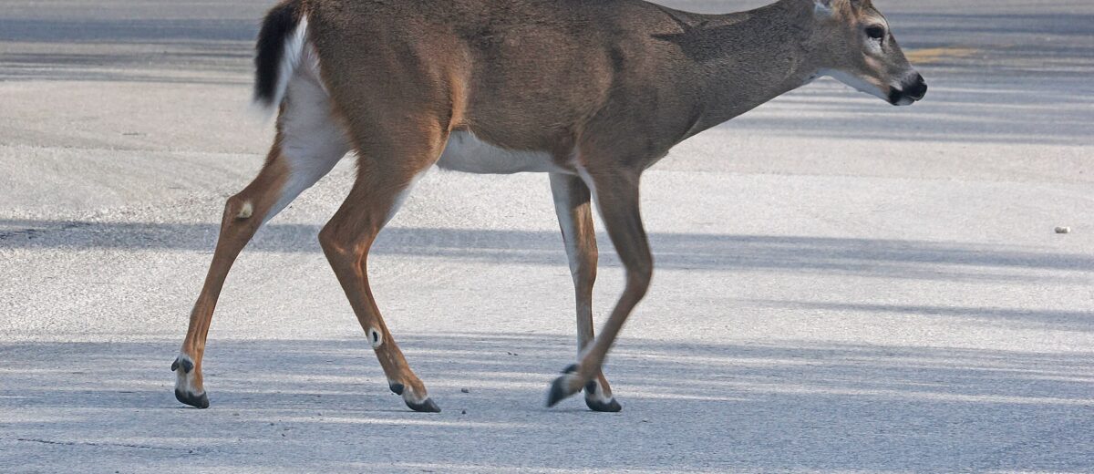 A small Key deer buck with modest antlers walking across a paved road on Big Pine Key