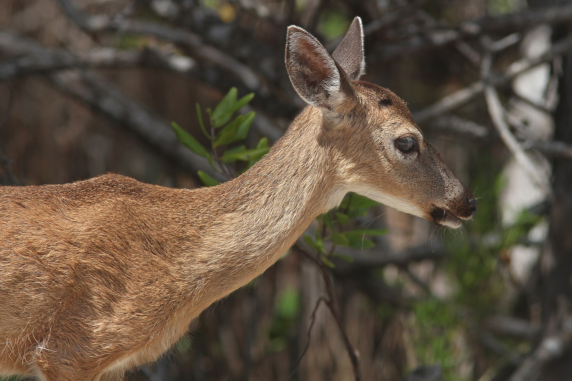 Close portrait of a Key deer doe with large ears standing in coastal scrub on Big Pine Key