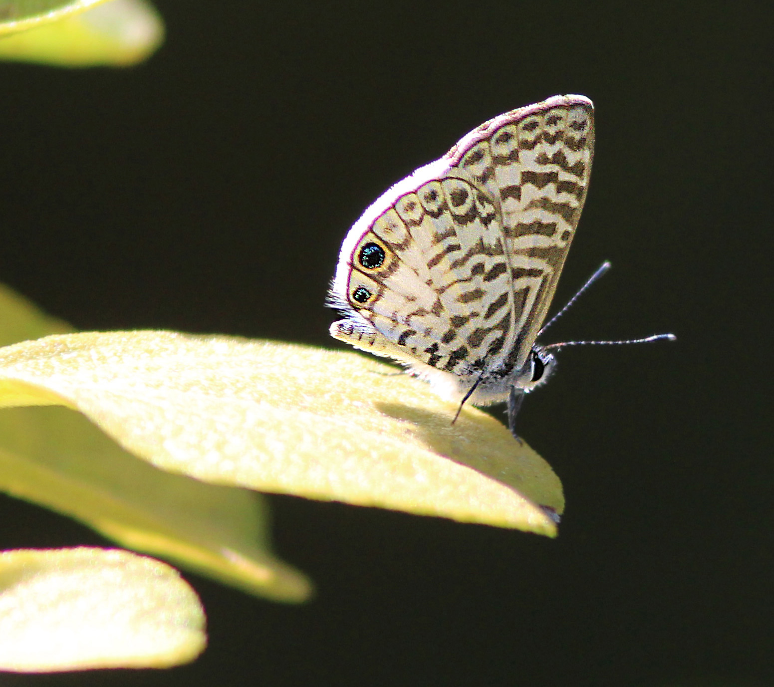 A Cassius blue butterfly with patterned gray and white wings resting on a leaf at the Key West Tropical Forest and Botanical Garden