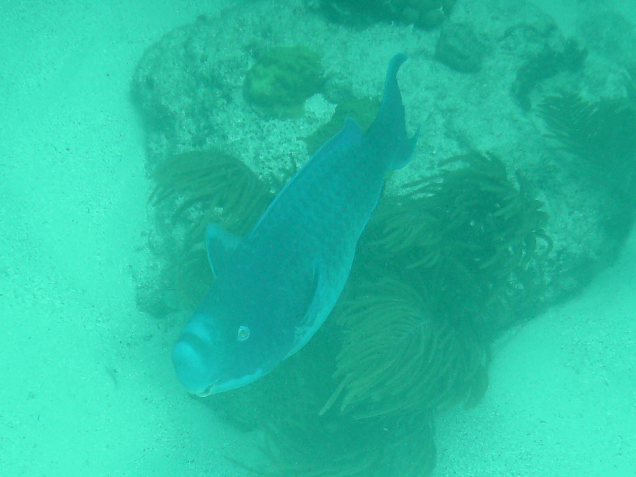 A blue parrotfish swimming over coral rock and soft corals on Looe Key Reef