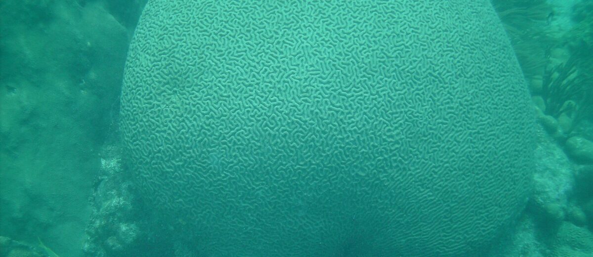 A large rounded brain coral head with a maze-like surface pattern on Looe Key Reef