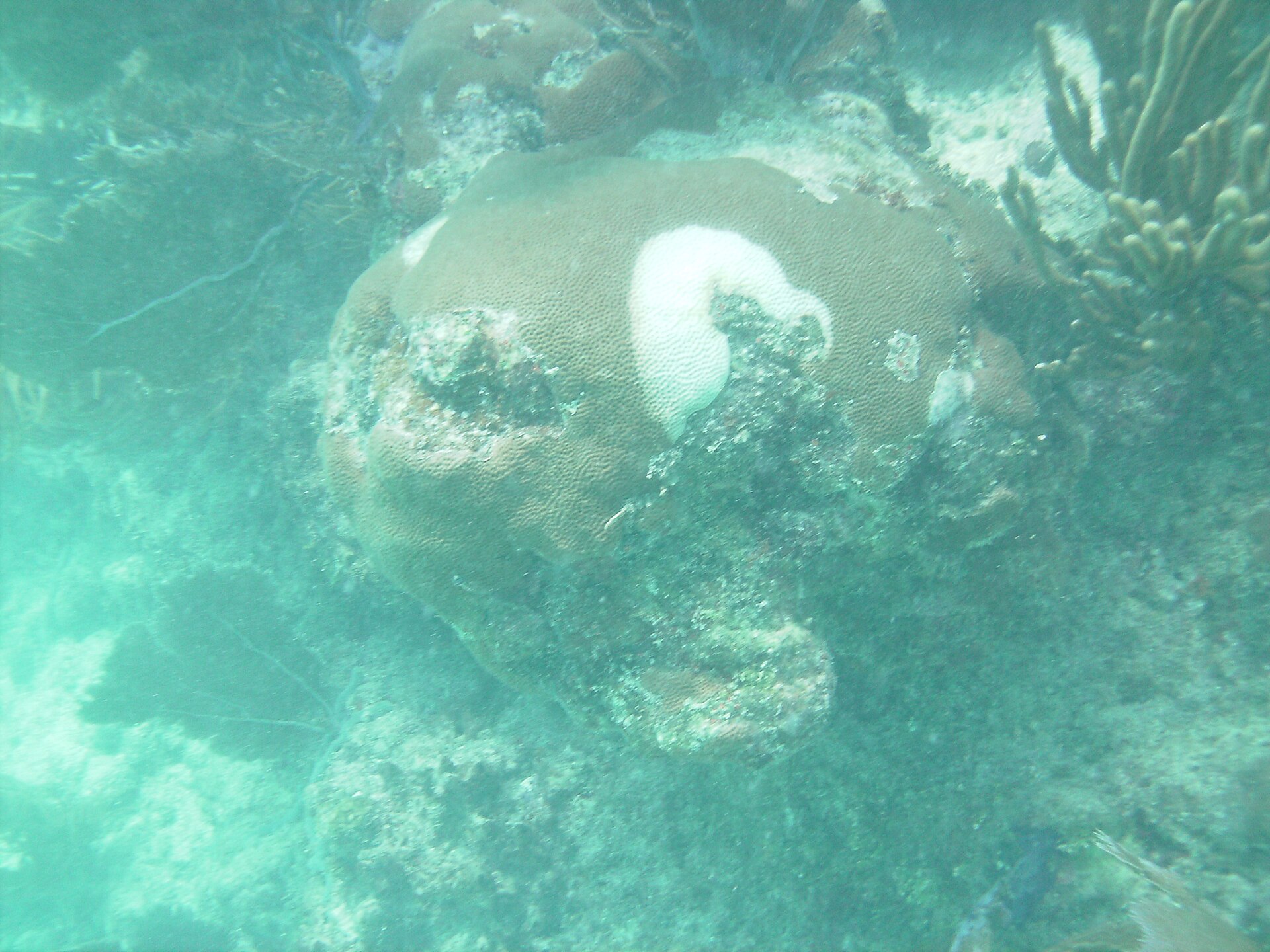 A mound of star coral on Looe Key with a patch of white bleached tissue among algae-covered dead areas