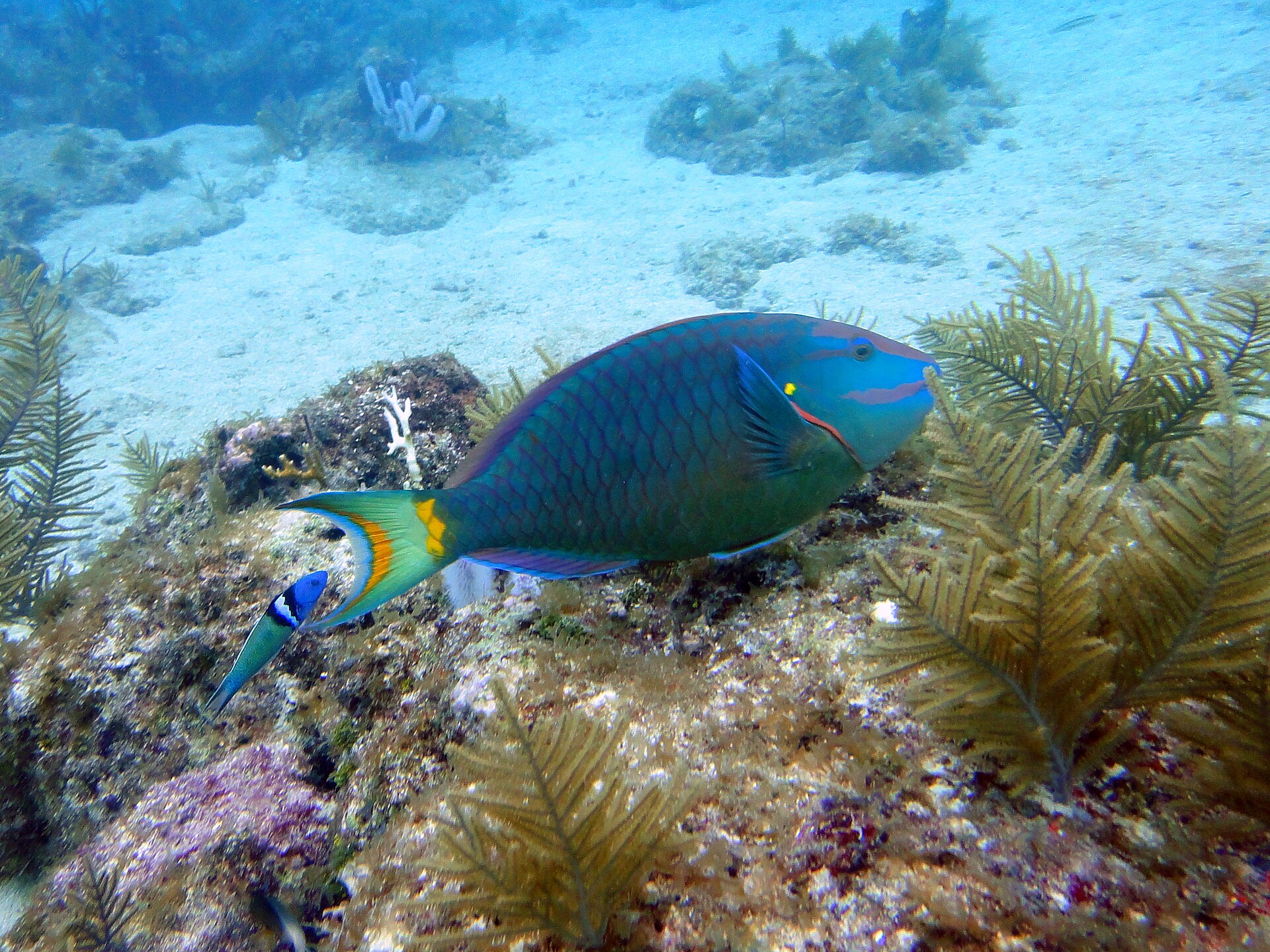 A stoplight parrotfish swimming over sea rods and hard coral on Molasses Reef off Key Largo