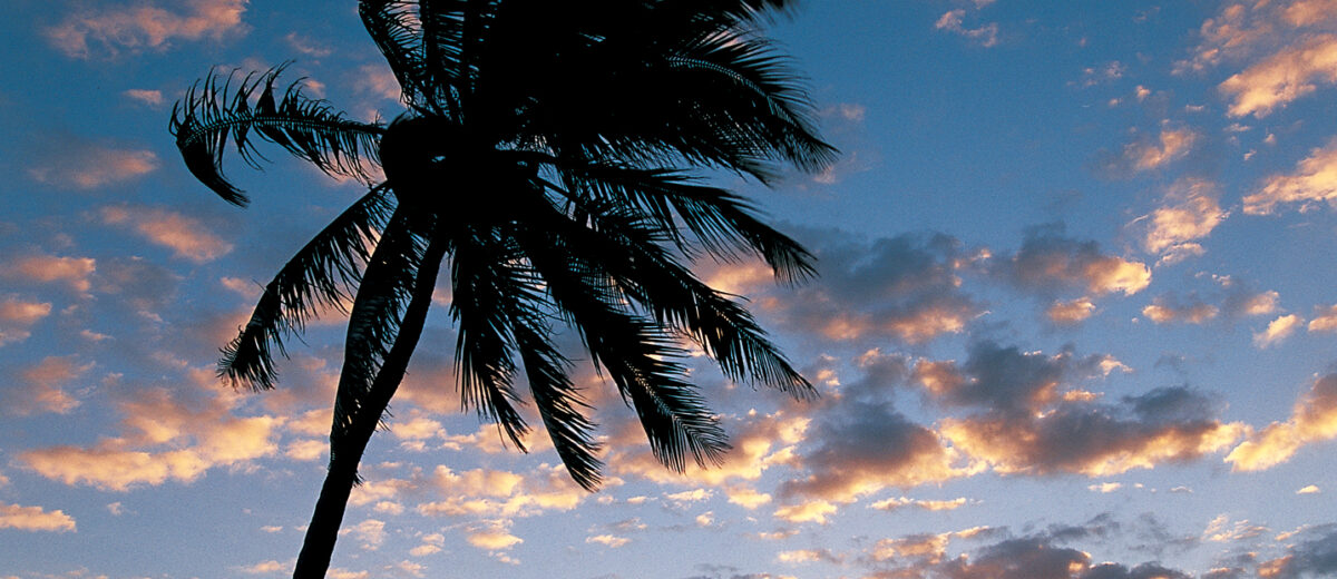 Two cyclists silhouetted beside a leaning palm tree watching the sun on the horizon near the old Bahia Honda railroad bridge