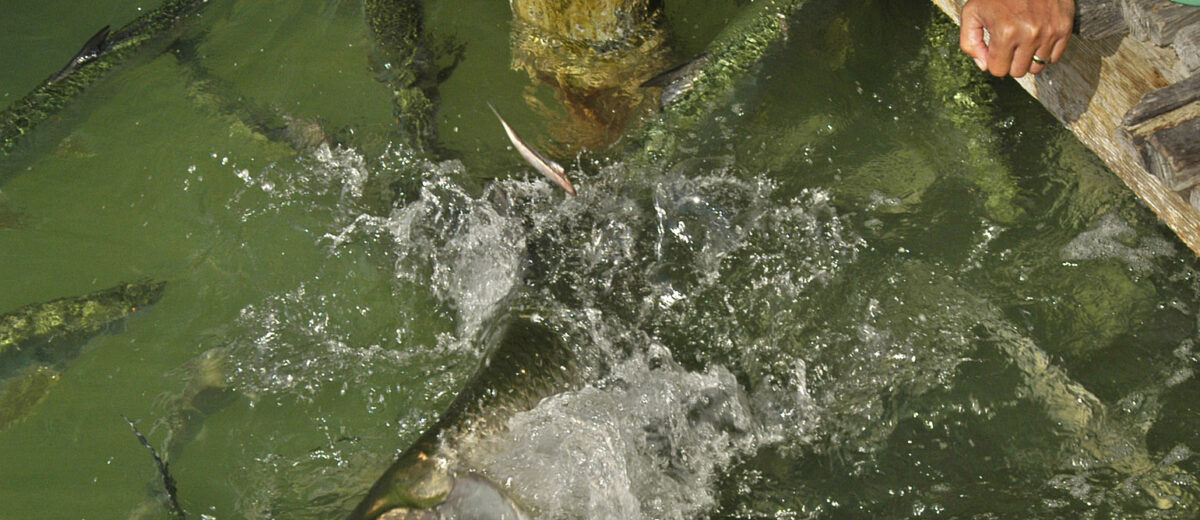 A man leaning over the wooden dock at Robbie's in Islamorada dropping a baitfish to a tarpon lunging out of the green water