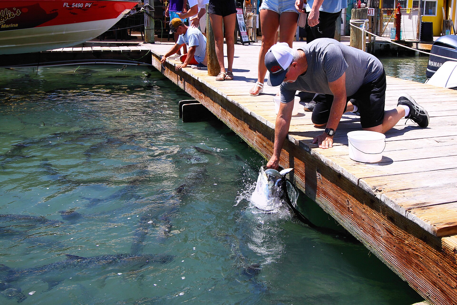 Visitors kneeling on a dock at Robbie's Marina in Islamorada feeding a large tarpon that has come to the surface