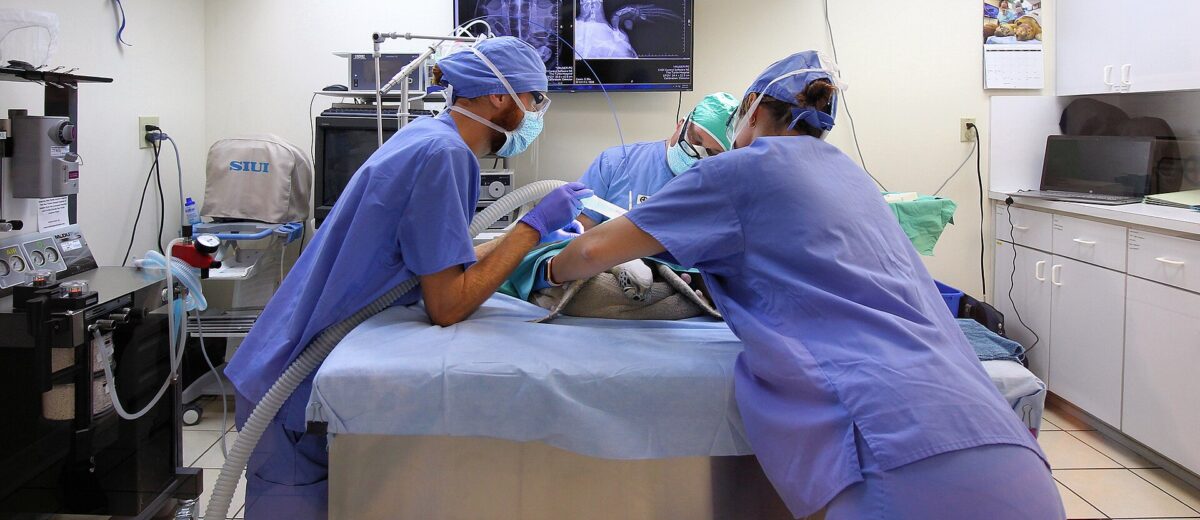 Veterinary staff in scrubs operating on a green sea turtle in the Turtle Hospital surgical suite with X-rays on screen